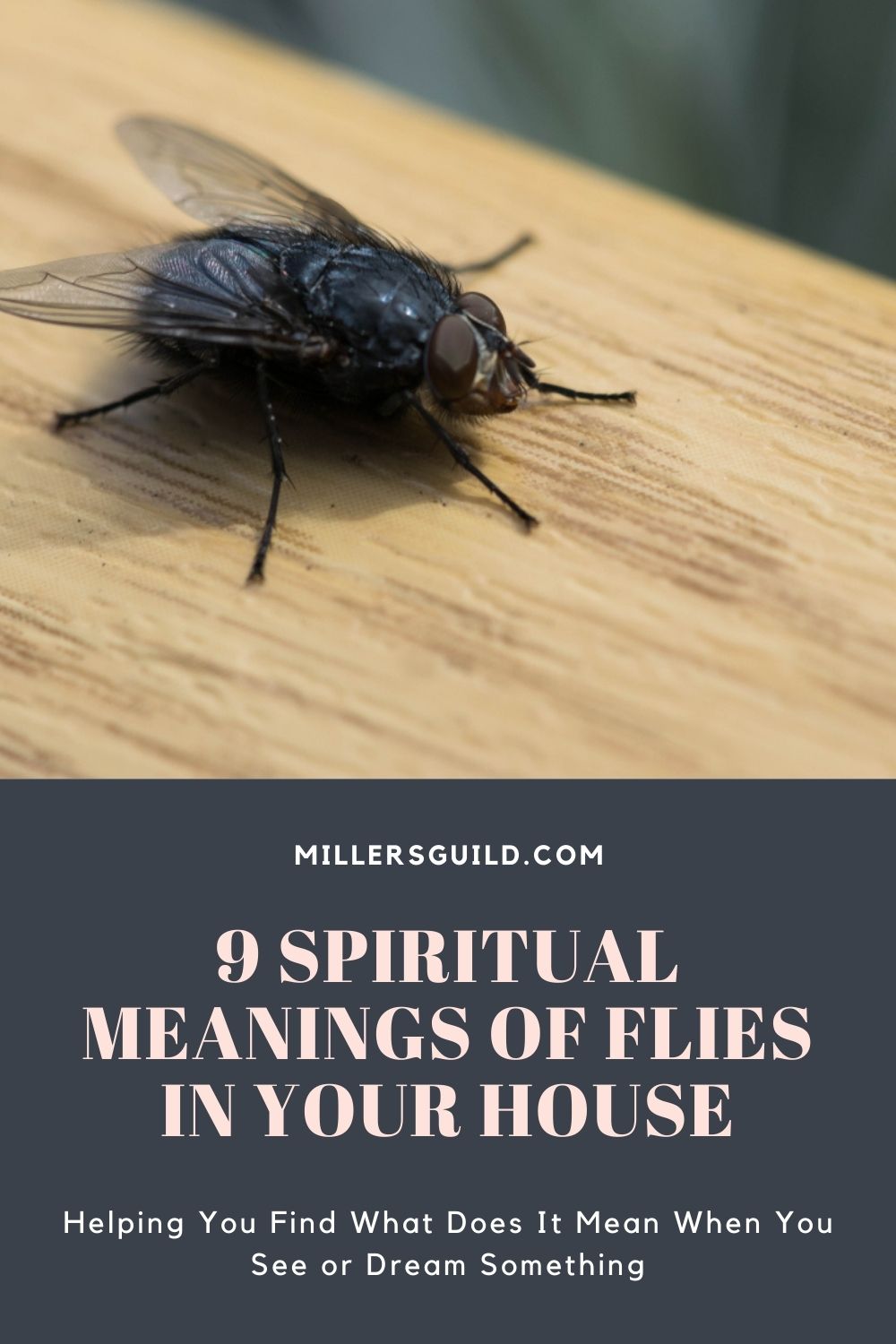 9 Spiritual Meanings of Flies In Your House 1