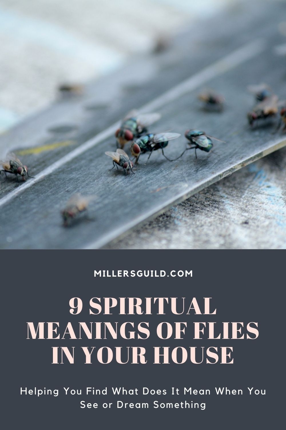 9 Spiritual Meanings of Flies In Your House 2