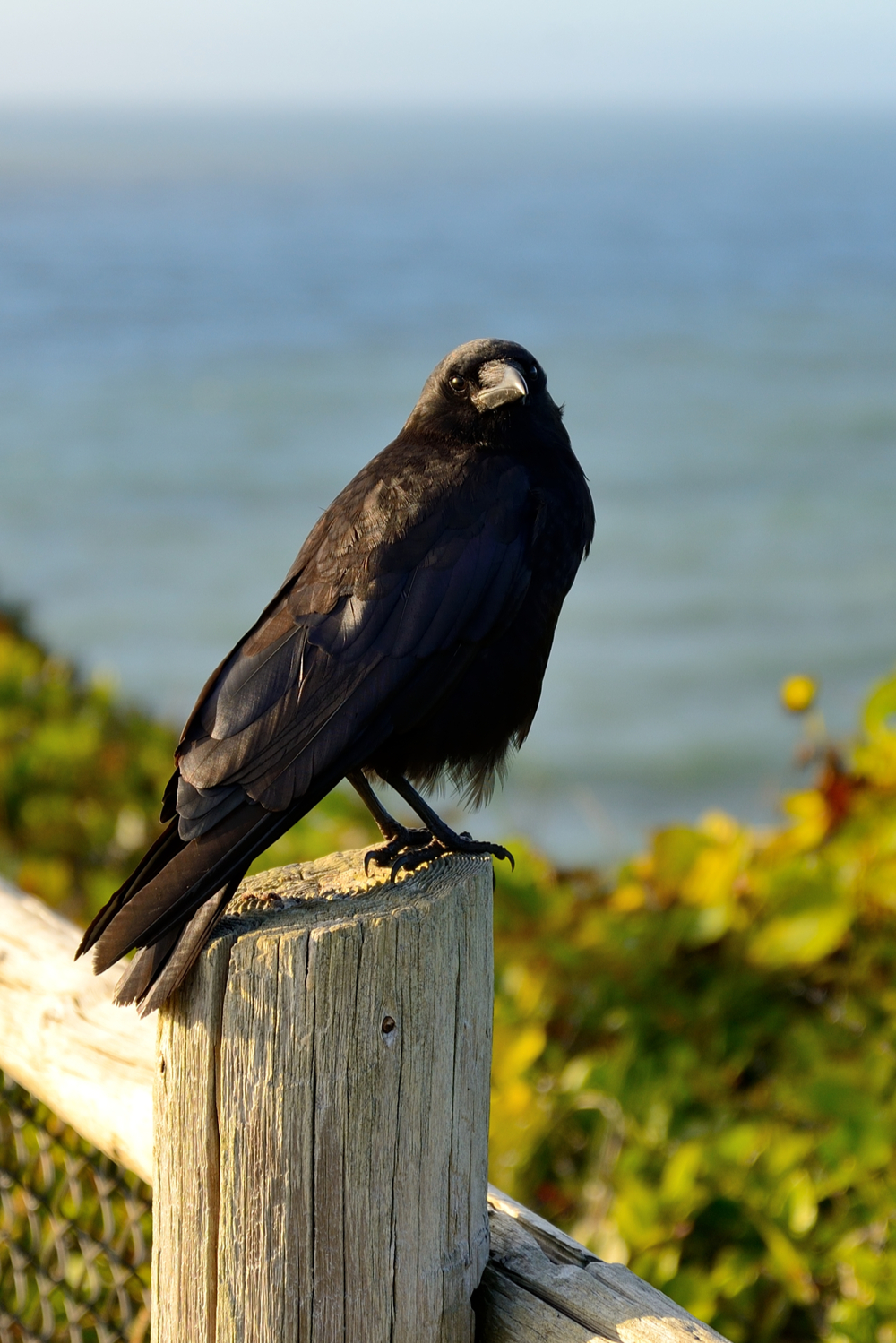 A Crow Staring at You