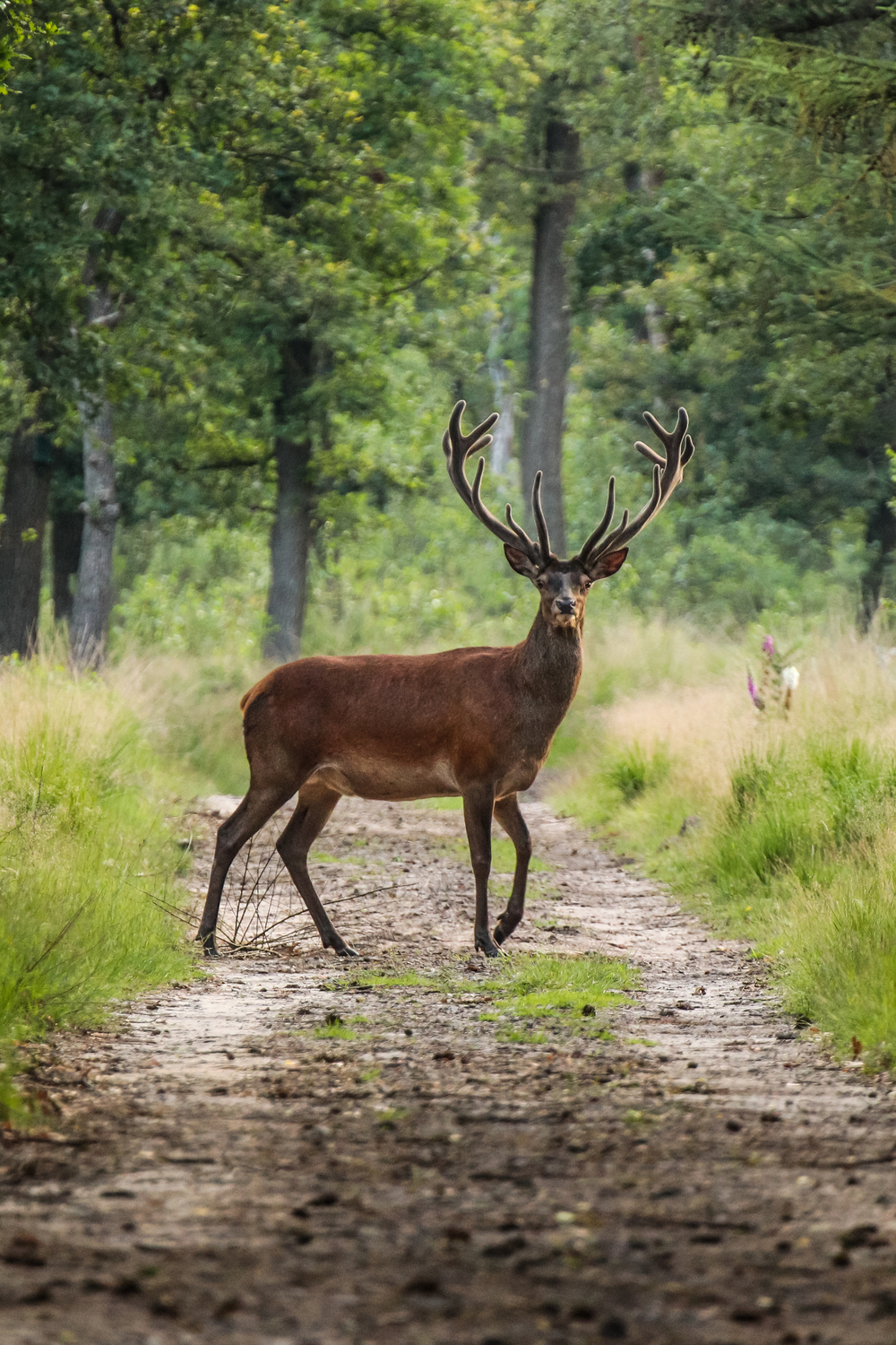 A Deer Crossing your Path