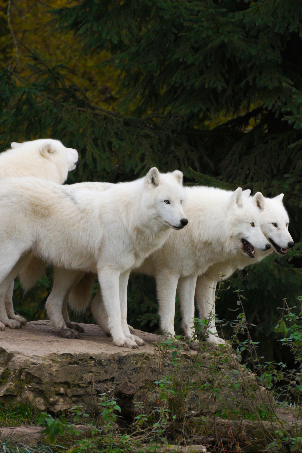 A pack of white wolfs