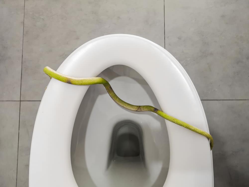 A snake in the bathroom