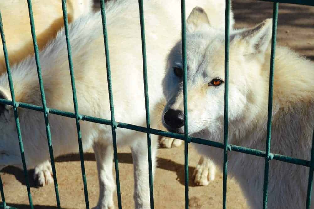 A white wolf in a cage
