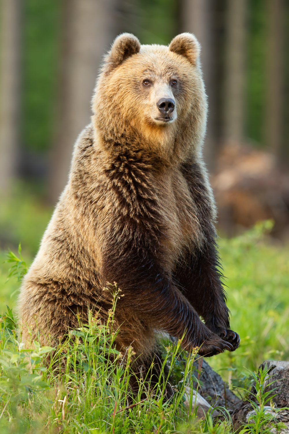 Brown Bear – Virgo