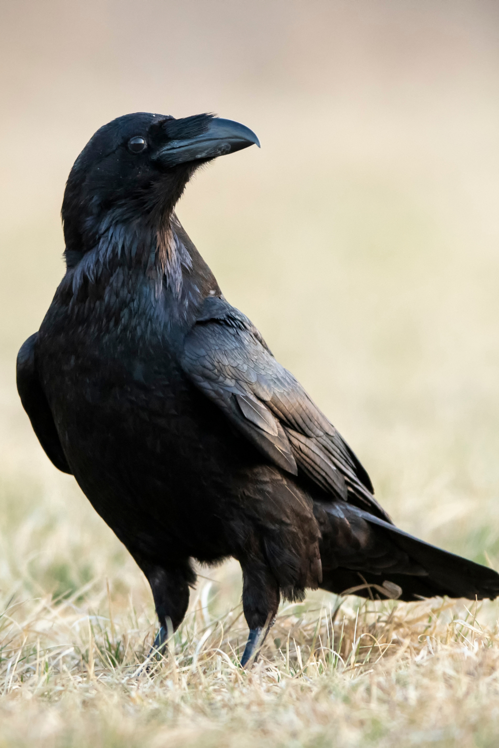 Crow symbolism around the world