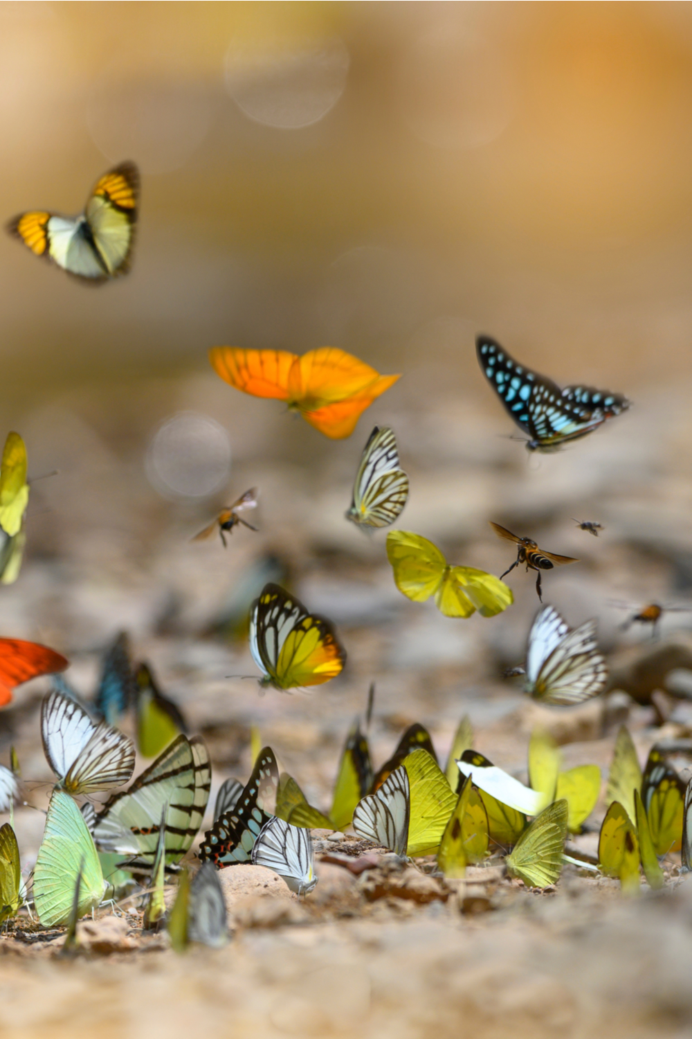 20 Spiritual Meaning of Butterflies