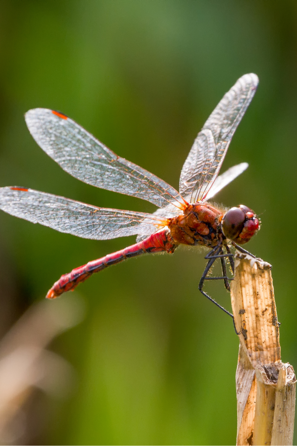 Dragonfly symbolism in different cultures