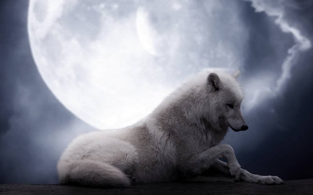 Dream About White Wolf