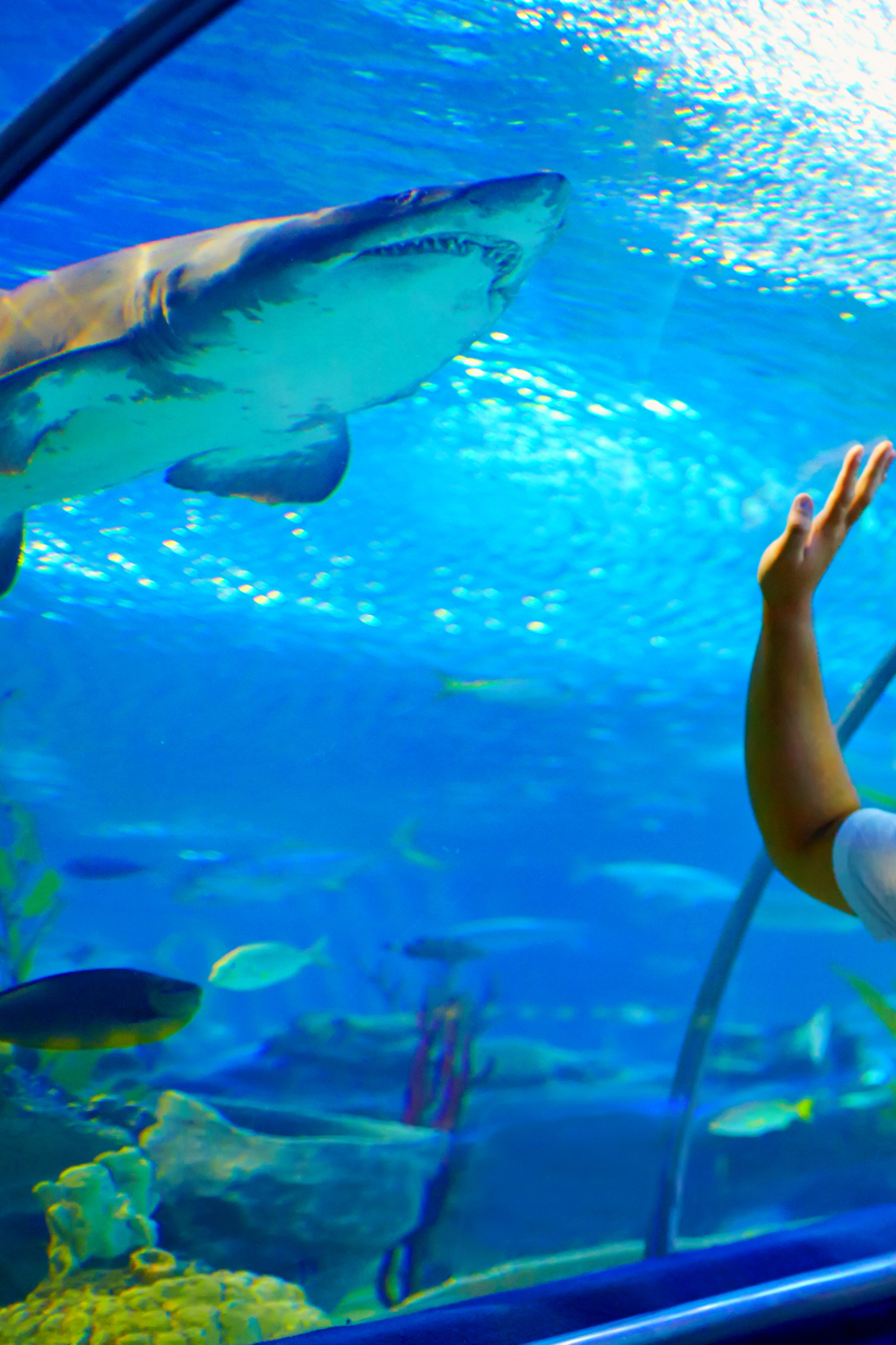 Dreams of A Shark in an Aquarium
