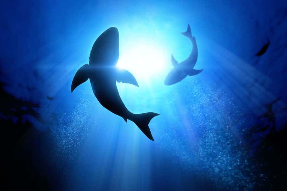 Dreams of Sharks Circling