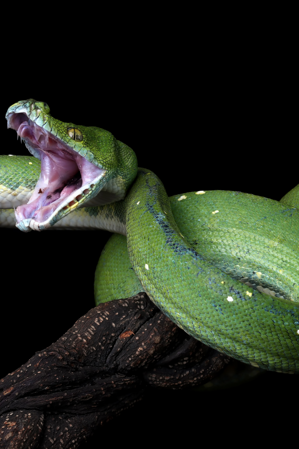 Green snake chasing or attacking you