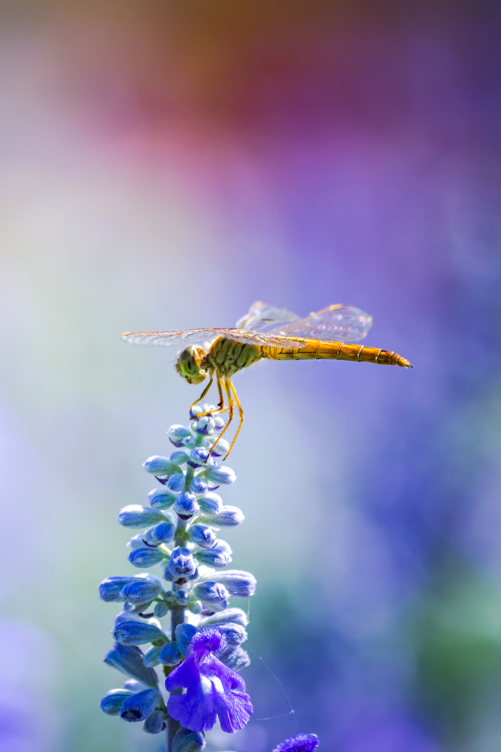 How to interpret seeing a dragonfly in real life or in your dreams