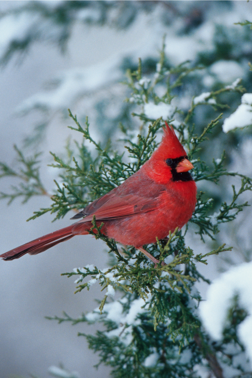 Native American stories about cardinals