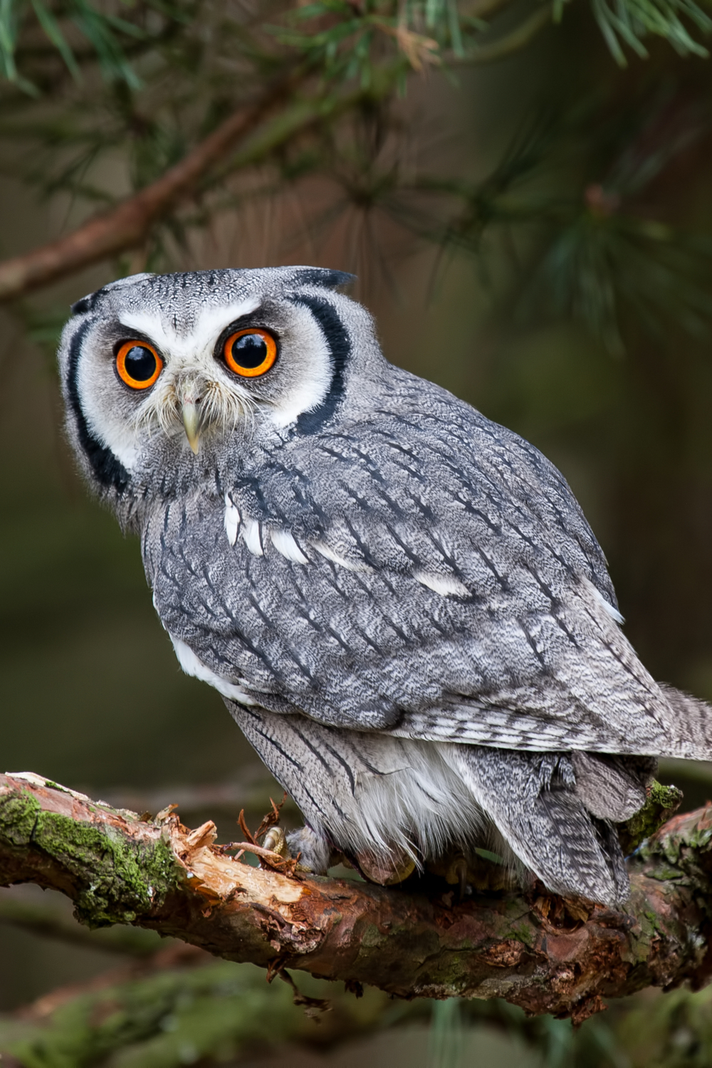 Owl – Sagittarius