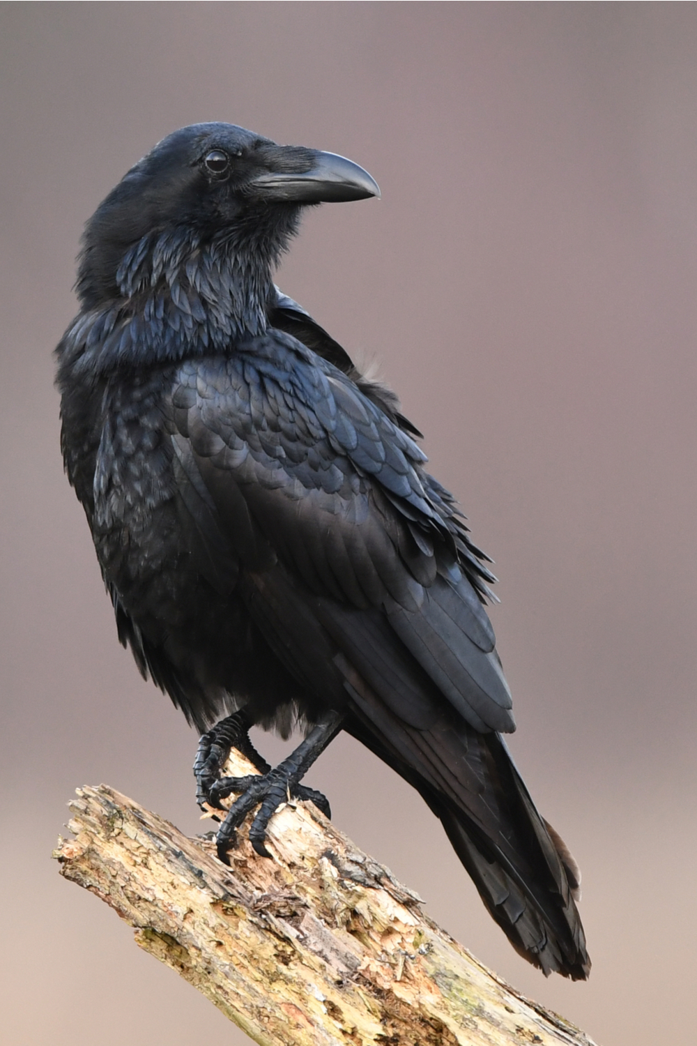 Raven – Libra