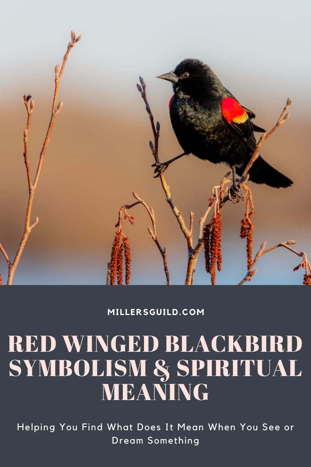 Red Winged Blackbird Symbolism & Spiritual Meaning 1