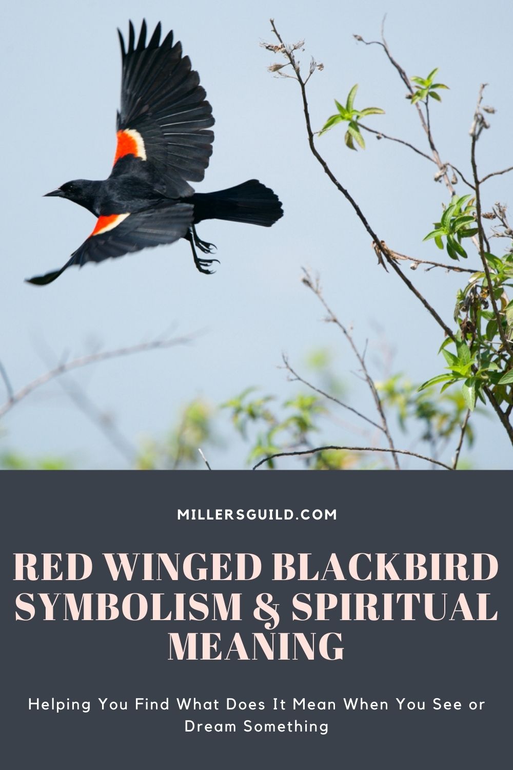 Red Winged Blackbird Symbolism & Spiritual Meaning 2