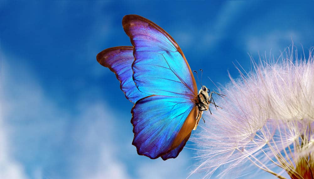 Spiritual Meaning of Butterflies