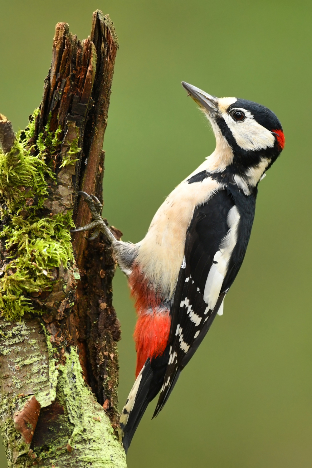 Woodpecker – Cancer