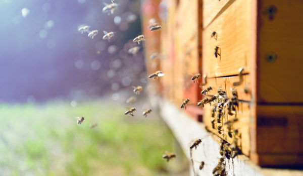 6 Spiritual Meanings of Bees