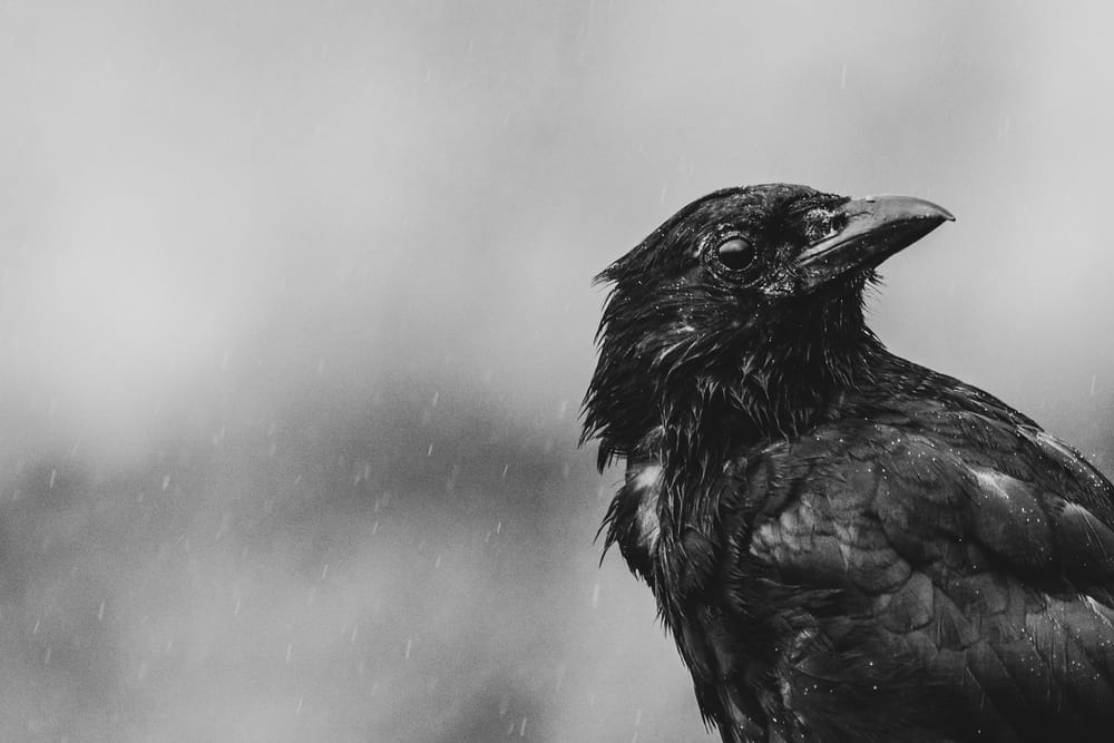 black crow meaning
