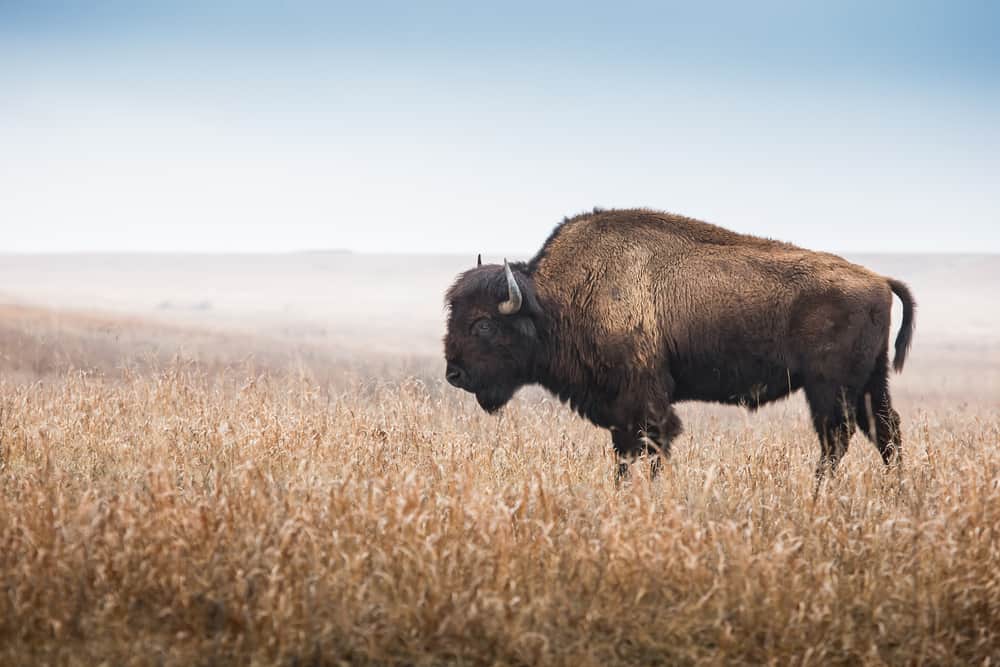 buffalo symbolism