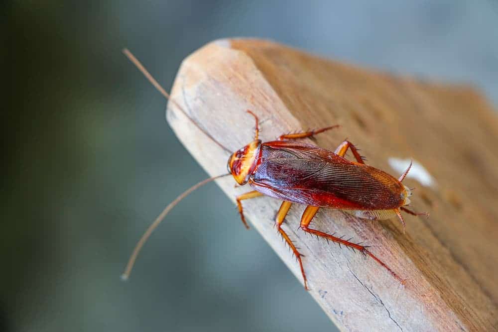 cockroach spiritual meaning