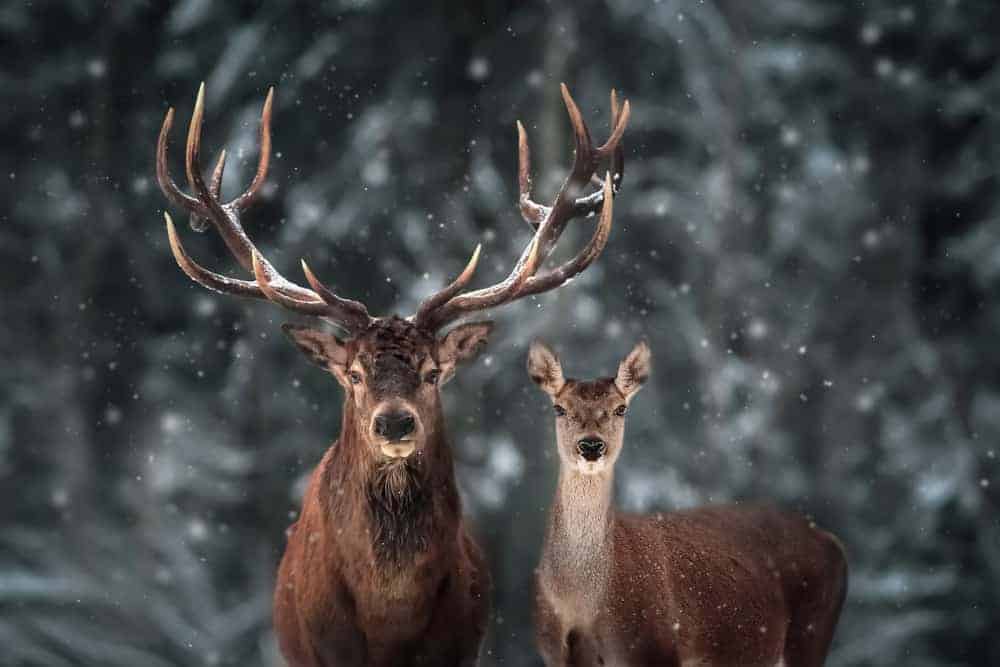 deer spiritual meaning
