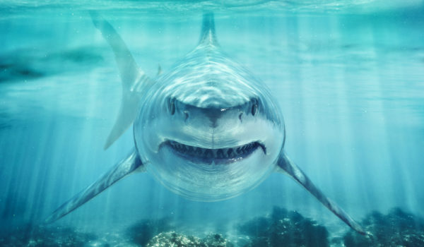 16 Meanings When You Dream of Sharks