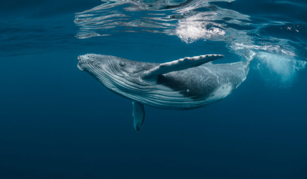 14 Meanings When You Dream of Whales