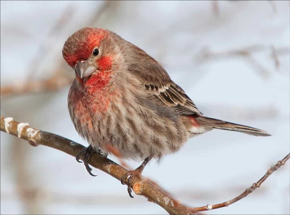 finch meaning spiritual
