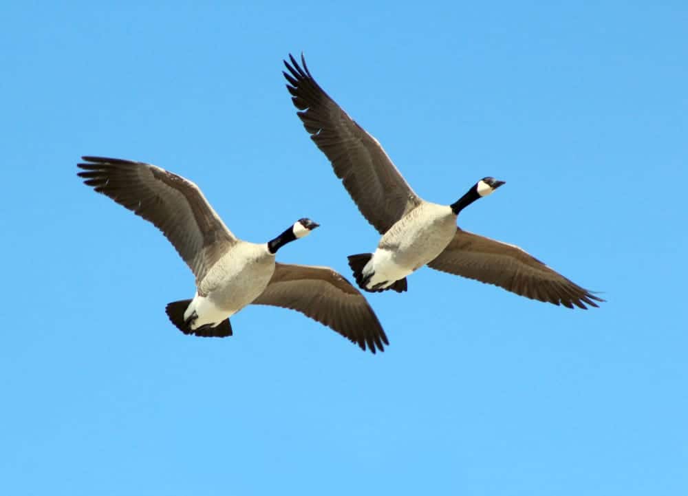 geese symbolism
