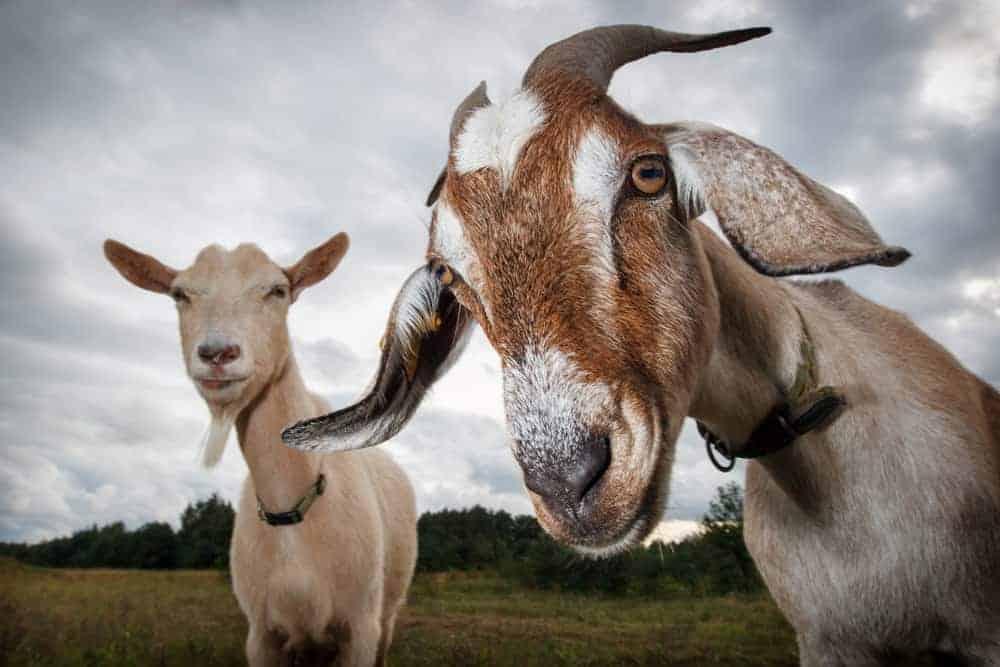 goat spirit animal