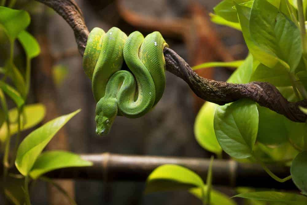 green snake dream meaning