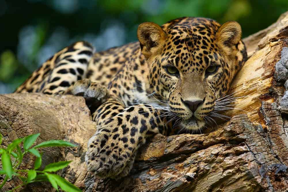 jaguar spirit animal
