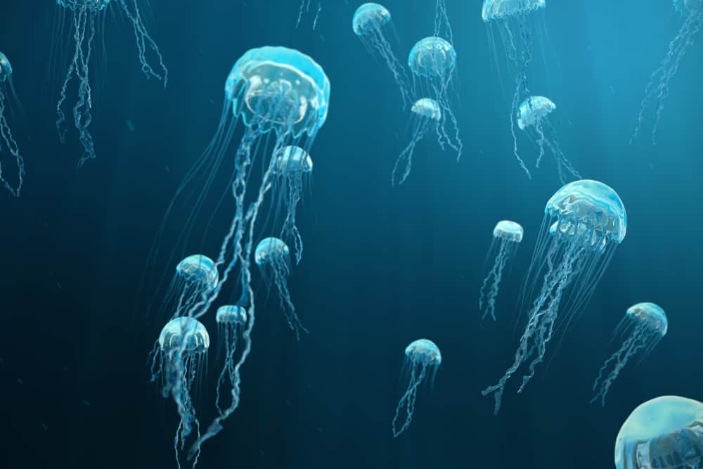 jellyfish spirit animal