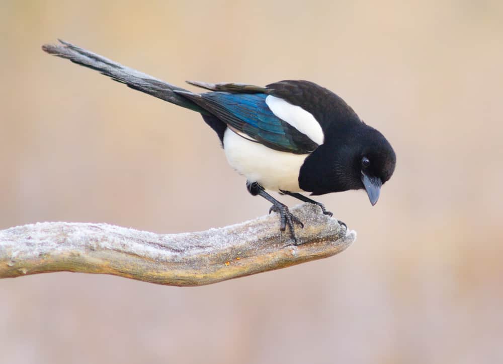 magpie spiritual meaning