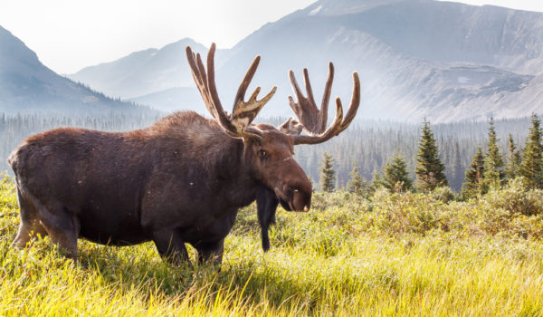 10 Spiritual Meanings of Moose