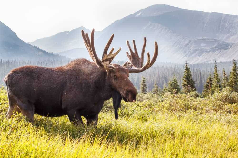 moose symbolism