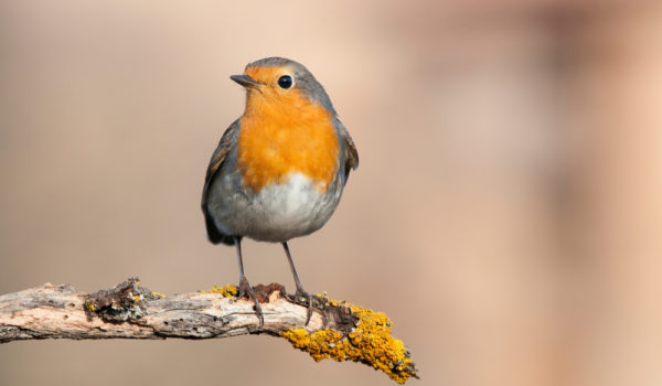 10 Spiritual Meanings of Robin