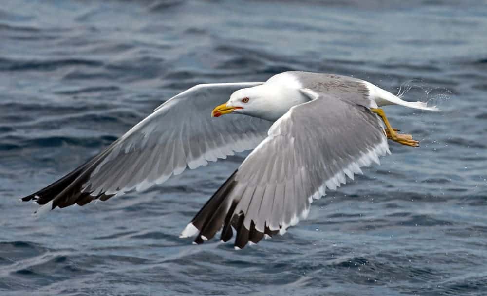 seagull spirit animal