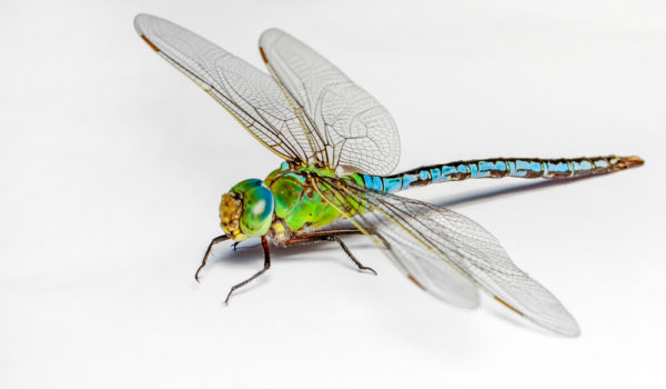 8 Spiritual Meanings of Dragonfly