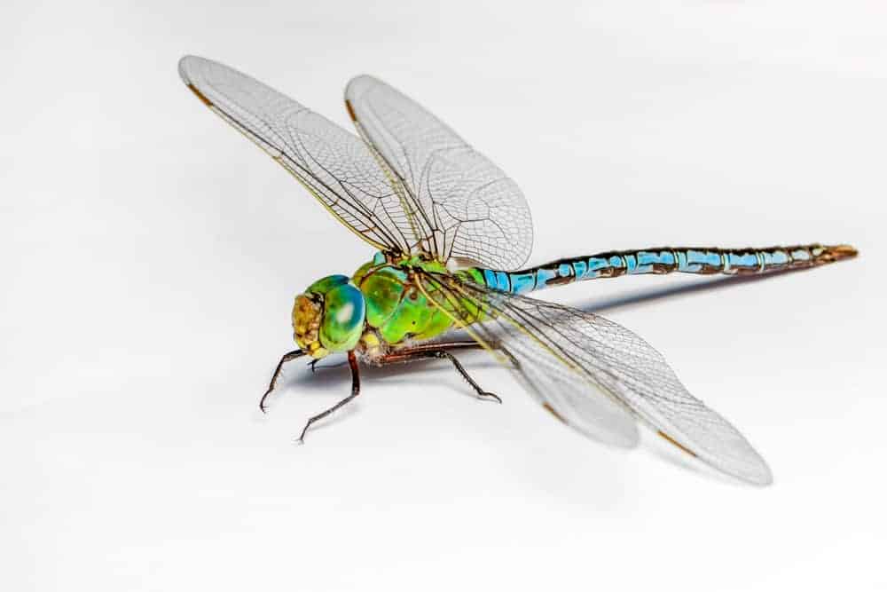 seeing a dragonfly meaning