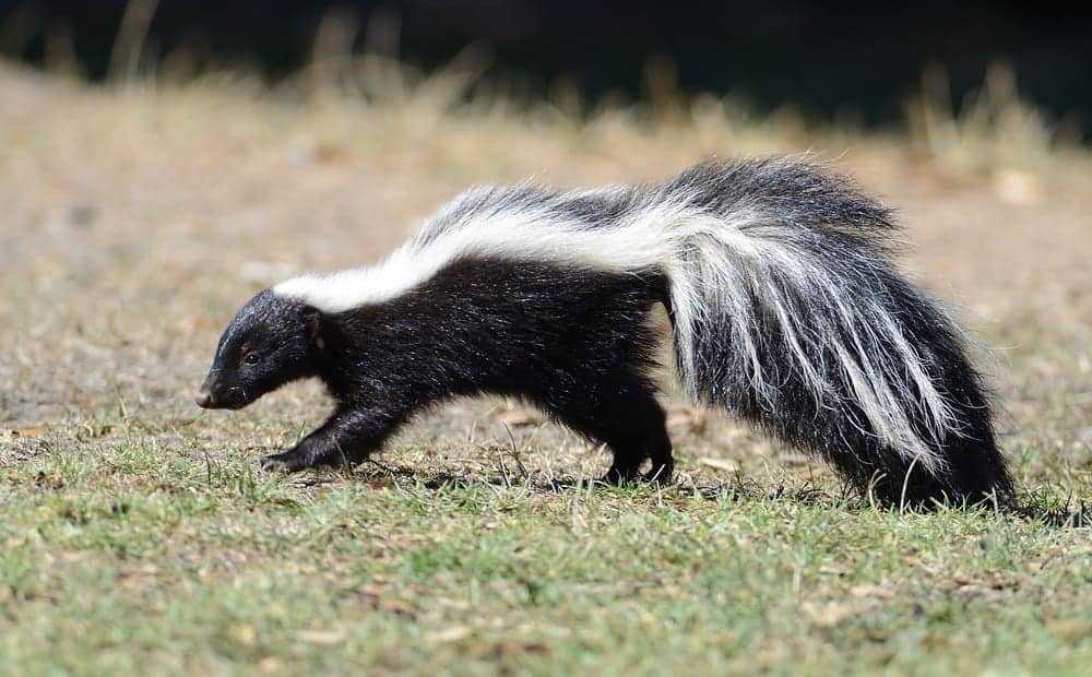 skunk spirit animal