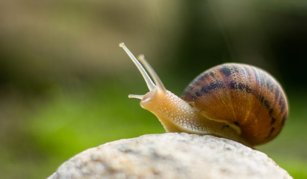 4 Spiritual Meanings of Snail