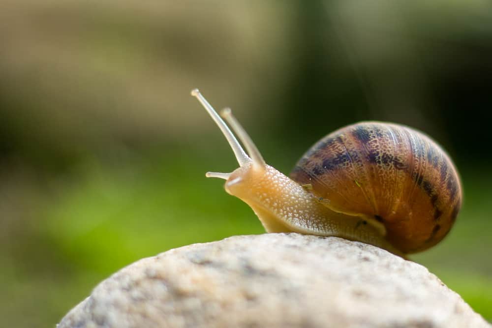 snail spiritual meaning