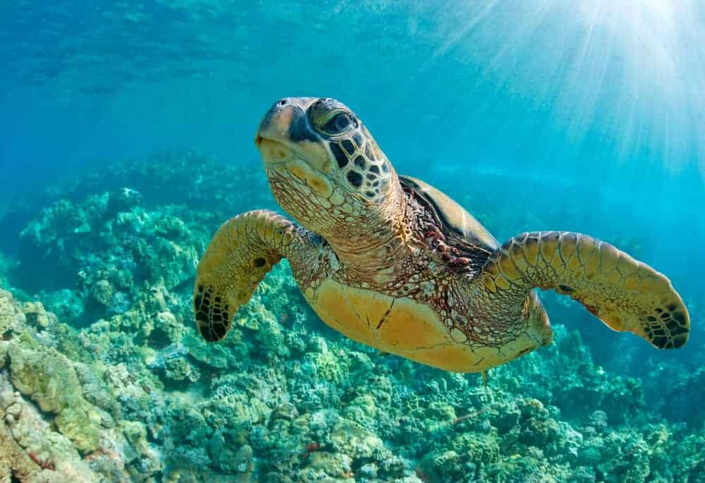 8 Spiritual Meanings of Turtle