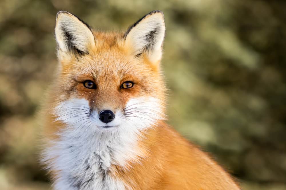 what does a fox symbolize