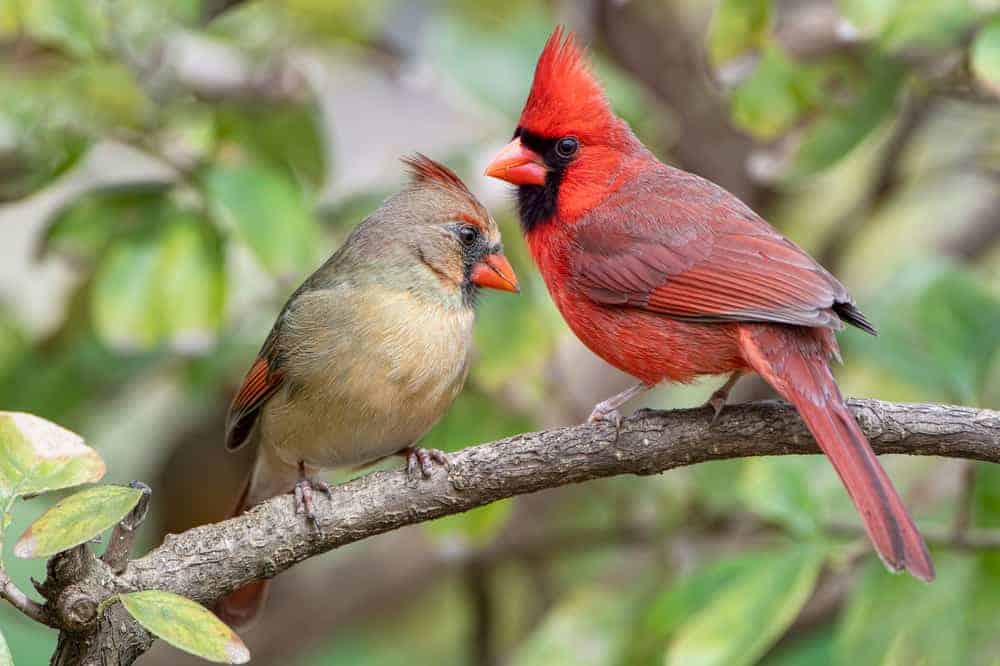 what does it mean when you see a cardinal