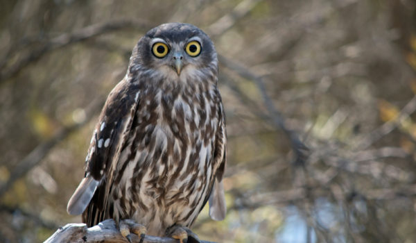 12 Spiritual Meanings When You Seeing an Owl